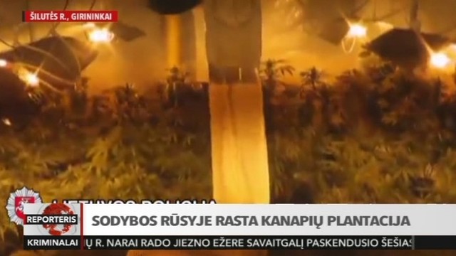 Vienos Šilutės rajono sodybos rūsyje rasta kanapių plantacija