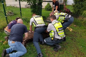 Po Kauną klaidžiojusį briedį teko užmigdyti