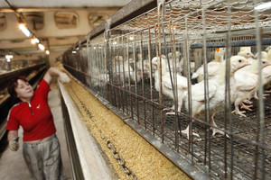 Britų viščiukų fermoje, kur dirba lietuviai ir lenkai – neramios dienos