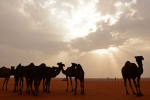 Kupranugariai kadaise gyveno ten, kur net neįsivaizduojate