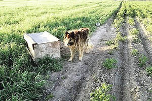 Dėl Vilko, paimto iš bulvių lauko, – neregėtas triukšmas