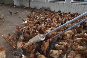 Ilzenbergo dvare atsidūrusi britė: “Norėčiau jame kas rytą lesinti vištas“