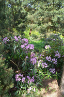 Dubravos arboretumas – visą naktį atvira medžių karalystė, rudenį kvepianti saldainiais