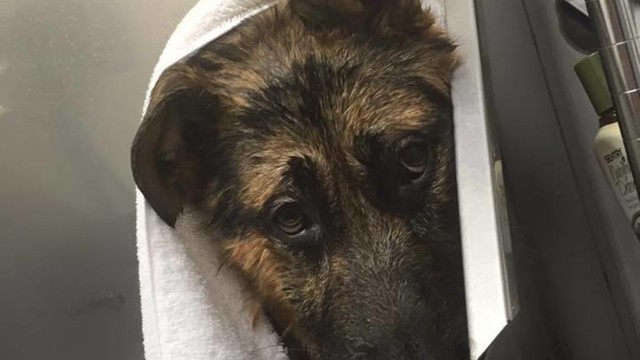 Gyvūnų globėjai gelbėjo šunį, tačiau buvo apšaukti sukčiais