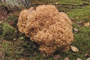 Kėdainietės nuotrauka feisbuke nukeliavo iki pat aplinkos viceministro