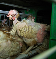 Paviešinti šokiruojantys kadrai iš paukštyno: vaizdai sukrečia