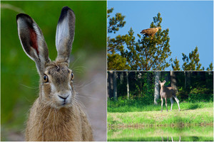 Gražu žiūrėti: prie Vilniaus fotografas įamžino gamtos pasaką