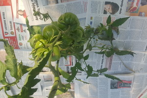 Neįtikėtina:  Vilniaus rajono gyventoja nelaistė  pomidorų, tačiau  sulaukė puikaus derliaus