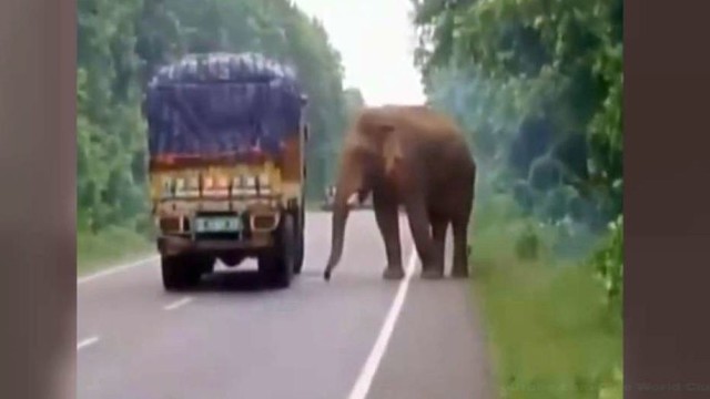 Indijoje į kelią išbėgęs dramblys „užpuolė“ sunkvežimį dėl jo gardaus krovinio