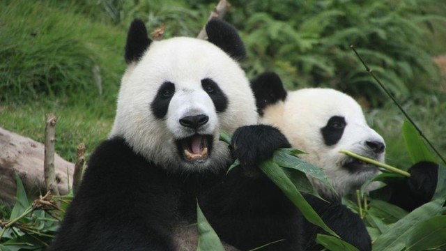 Rekordiškai sena panda susilaukė dvynukų 