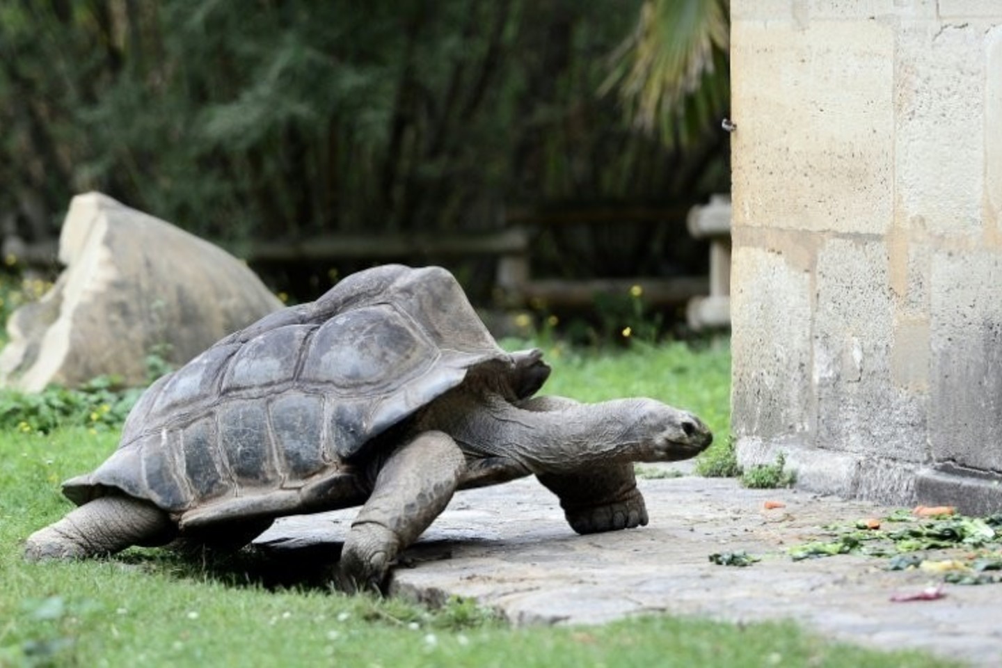 55 metų patelė vėl pabėgo iš zoologijos sodo.