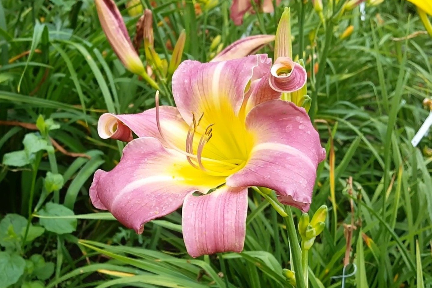 Viendienės - populiarios gėlės, tačiau ne daugelis žino, kad kai kurių jų žiedalpius dar ir valgyti galima.<br> L.Liubertaitės nuotr.