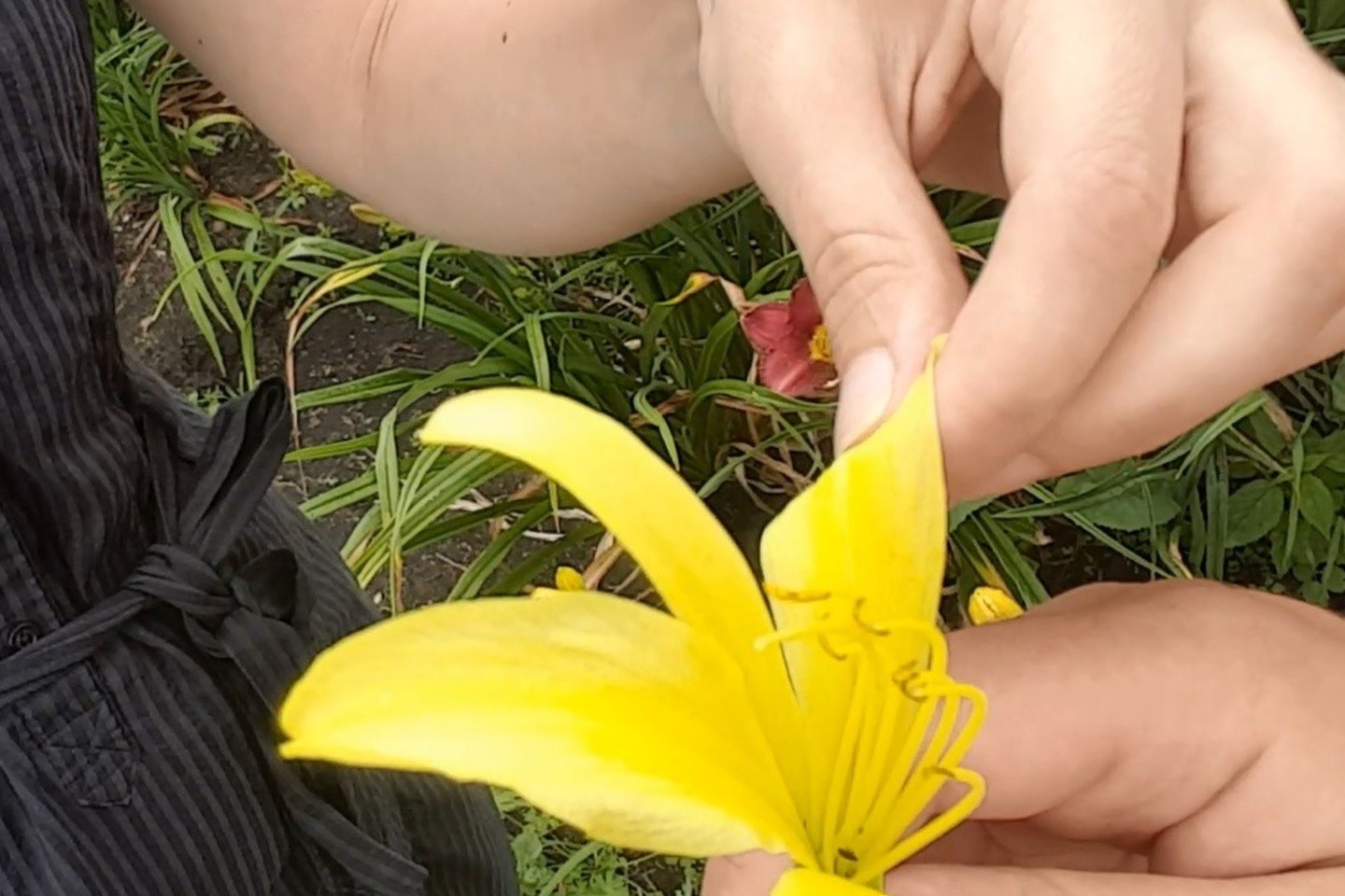 Viendienės - populiarios gėlės, tačiau ne daugelis žino, kad kai kurių jų žiedalpius dar ir valgyti galima.<br> L.Liubertaitės nuotr.