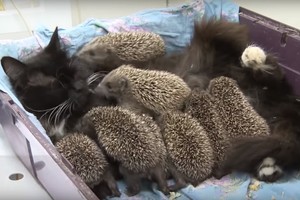 Netekę mamos ežiukai rado pačią geriausią įmotę