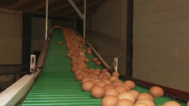 Belgija tyčia nuslėpė informaciją apie užterštus kiaušinius