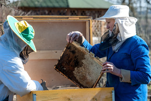  Lietinga vasara nuvylė bitininkus
