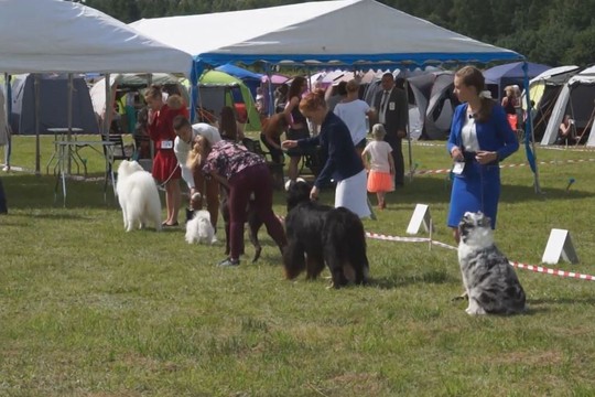 Savaitgalį Druskininkuose vyko tarptautinė šunų paroda