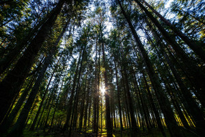 Miško gėrybes rinkusiam ir pasiklydusiam vyrui padėjo BPC darbuotojas