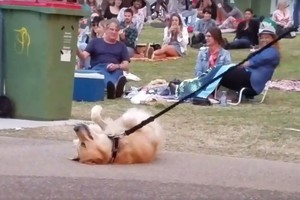 Tingus šuo vidury gatvės sukėlė tikrą dramą