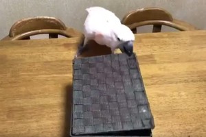 Smalsi papūga atidarė pintinę. Tokio radinio joje išvysti nesitikėjo