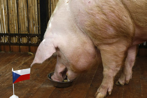 Čekijoje sutarta iškelti kiaulių fermą iš romų žudynių vietos