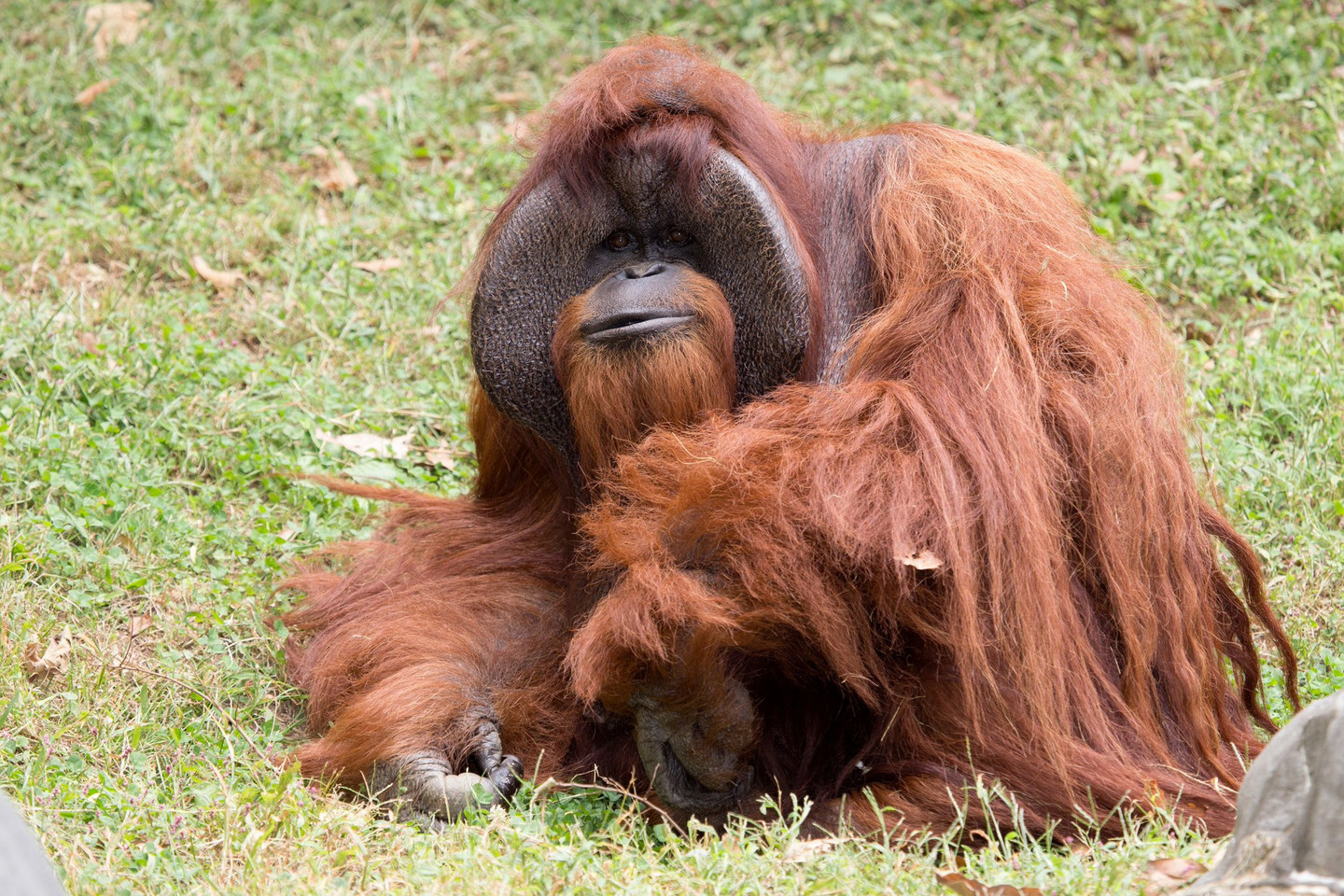  Orangutanas Chantekas turėjo širdies problemų.<br> „Reuters“/„Scanpix“ nuotr.