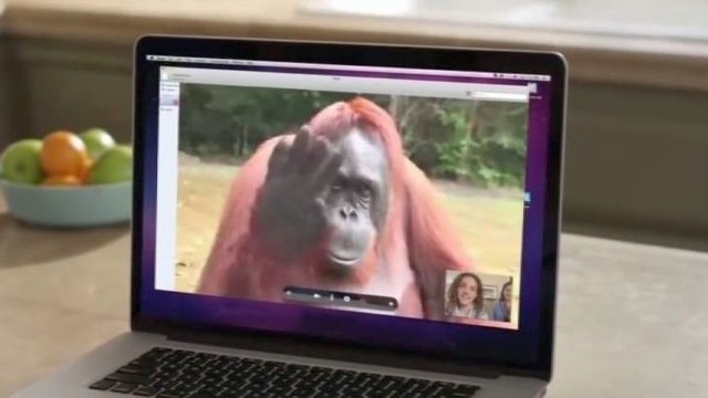 Nugaišo gestų kalba bendrauti su žmonėmis mokėjęs orangutangas 