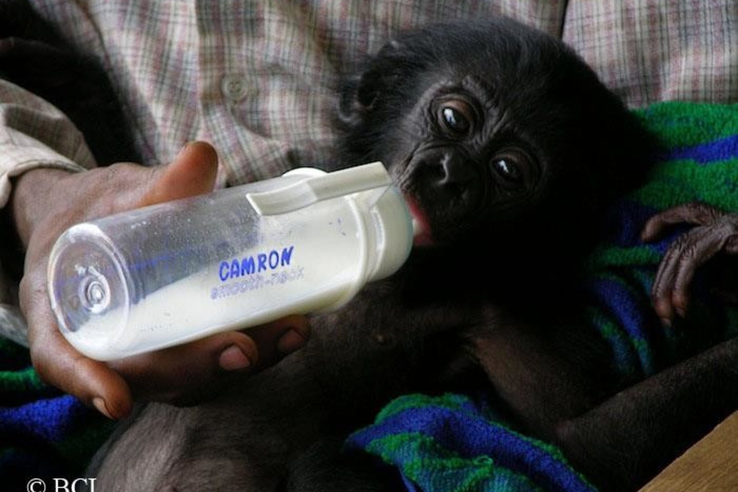  Bonobai kenčia nuo brokonieriavimo, buveinių naikinimo, įtaką daro ir neramumai Kongo Demokratinėje Respublikoje.<br> Bonobo.org nuotr.