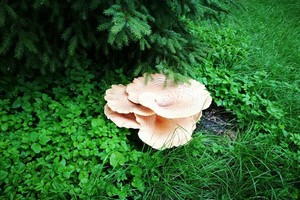 Vilnietė nepatikėjo savo akimis: daugiabučių kieme dygsta milžiniški grybai