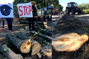 Kauniečiai priešinasi kaštonų giljotinai