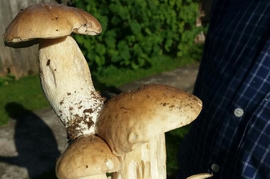 Raseinių rajone grybautojas rado neįprastą baravyką