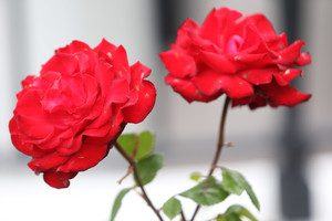 Palangos botanikos parke – pasakiško grožio žydėjimas