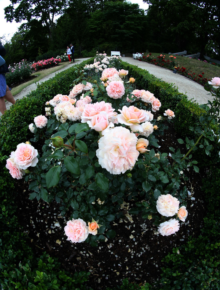  Dabar Palangos miesto botanikos parke yra pakartotinas rožių žydėjimas.<br> R.Danisevičiaus nuotr.