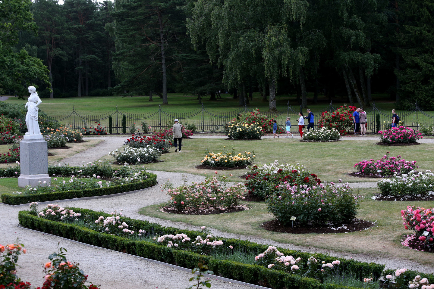  Dabar Palangos miesto botanikos parke yra pakartotinas rožių žydėjimas.<br> R.Danisevičiaus nuotr.