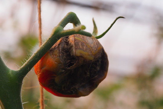 Kiekvienais metais  puola pomidorų maras?  Atlikite šiuos  namų darbus    