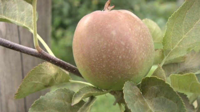 Kaip genėti obelis šią vasarą, kad kitą obuolių sunoktų dar daugiau