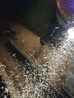 Miestiečius naktimis stebina milžiniški vabzdžių spiečiai