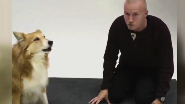 Į lojančius šunis vyras atsiliepė lojimu: gyvūnų reakcija juokina internautus