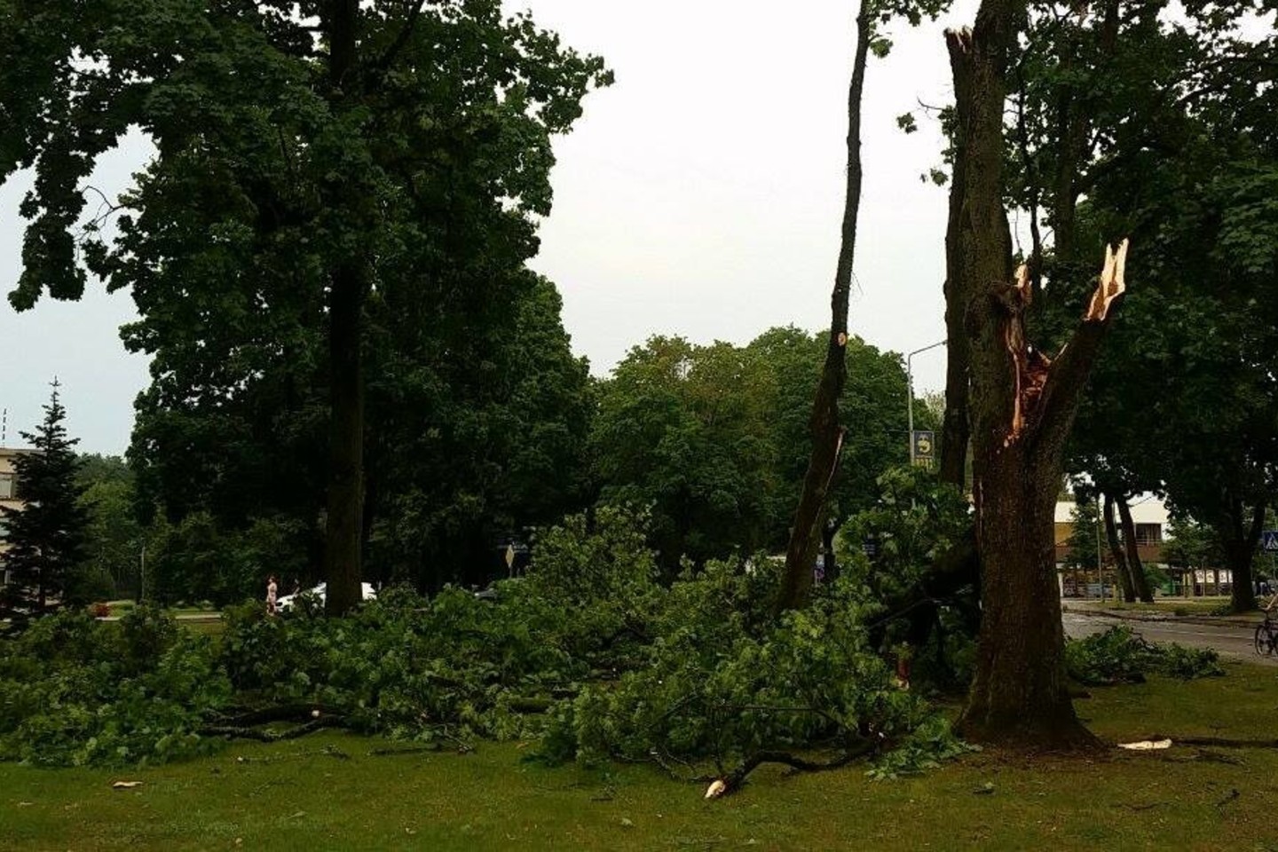 Birštone virto medžiai.<br> J.Paužienės nuotr.