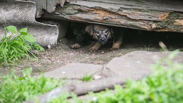 Kauno rajone – neprižiūrėtų ir alkanų šunų būrys