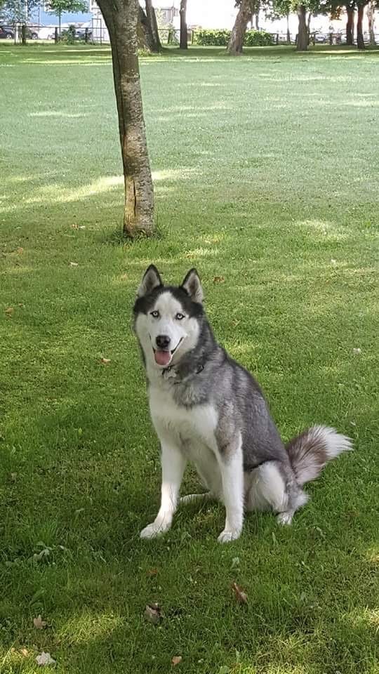 Grey<br> Dmitrij Kiričenko nuotr.
