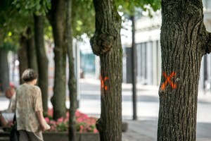 Provokacija Kaune: kas pažymėjo medžius, kurių neketinama pjauti? 