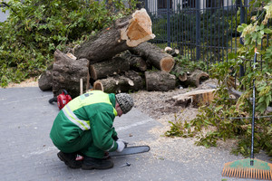 Per šimtą kauniečių būgnų ir pjūklų garsais protestavo prieš medžių pjovimą mieste
