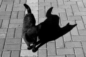 Visiškas nužmogėjimas Klaipėdoje: pakartas katinas ir 6 nuskandinti kačiukai