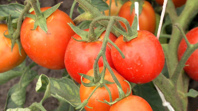 Viešnagė pomidorų karalystėje ir ją kūrusio mokslininko patarimai