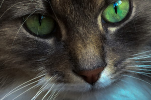 Kiek kačių galima laikyti savo buto vonioje? Kaunietė pagerino rekordus  