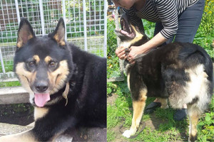 Pamenate sieros rūgštimi apipiltą šunį? Pažiūrėkite, kaip jis gyvena dabar