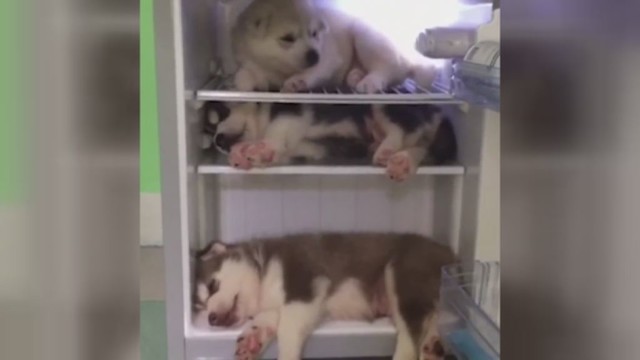 Šaldytuve karštas dienas leidžiantys šunys juokina internautus