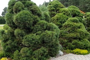 Kauno rajone įsikūrusi šeima savo kieme iš paprastųjų pušų  sukūrė stebuklą