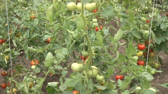 Specialistas pataria: pomidorų veislių skirtumai, privalumai ir derlius